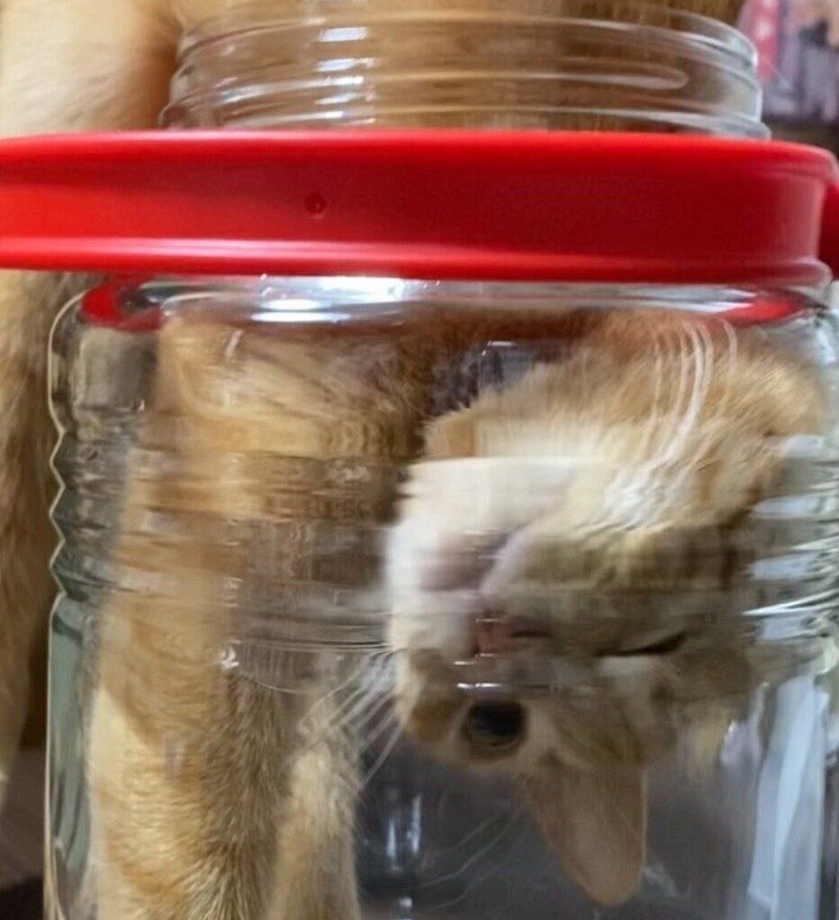 瓶の中に入ろうとするつぶちゃん