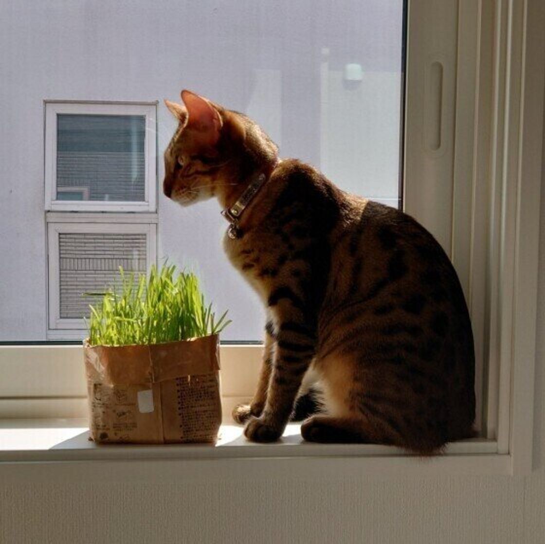 獣医師監修 猫にバナナを与えるときは注意が必要 与えるメリットとデメリットを解説 ねこのきもちweb Magazine 獣医師監修 猫にバナナを与えるときは注意が必要 与えるメリットとデメリットを解説 ねこのきもちweb Magazine