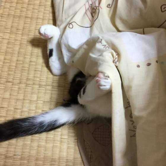 MIX 黒×白のココちゃん