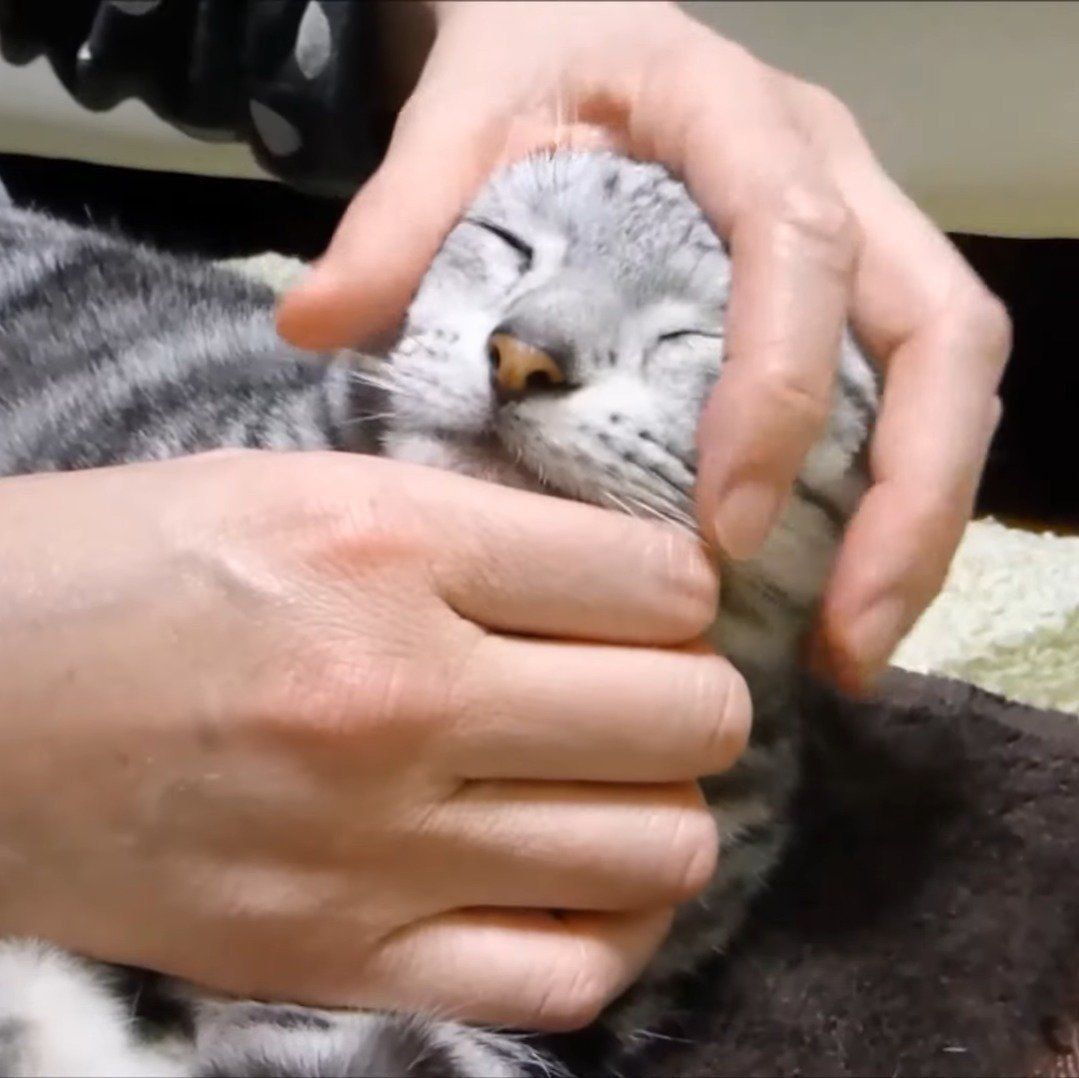 母ちゃんになでてもらうあめちゃん