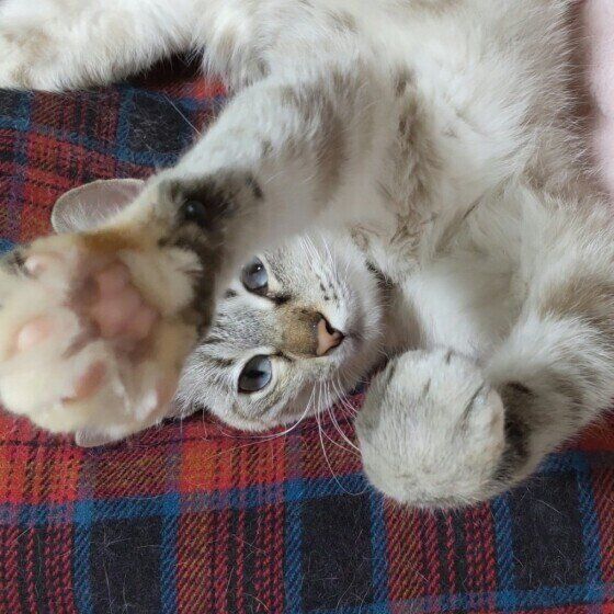 ファイティングポーズのハルちゃん