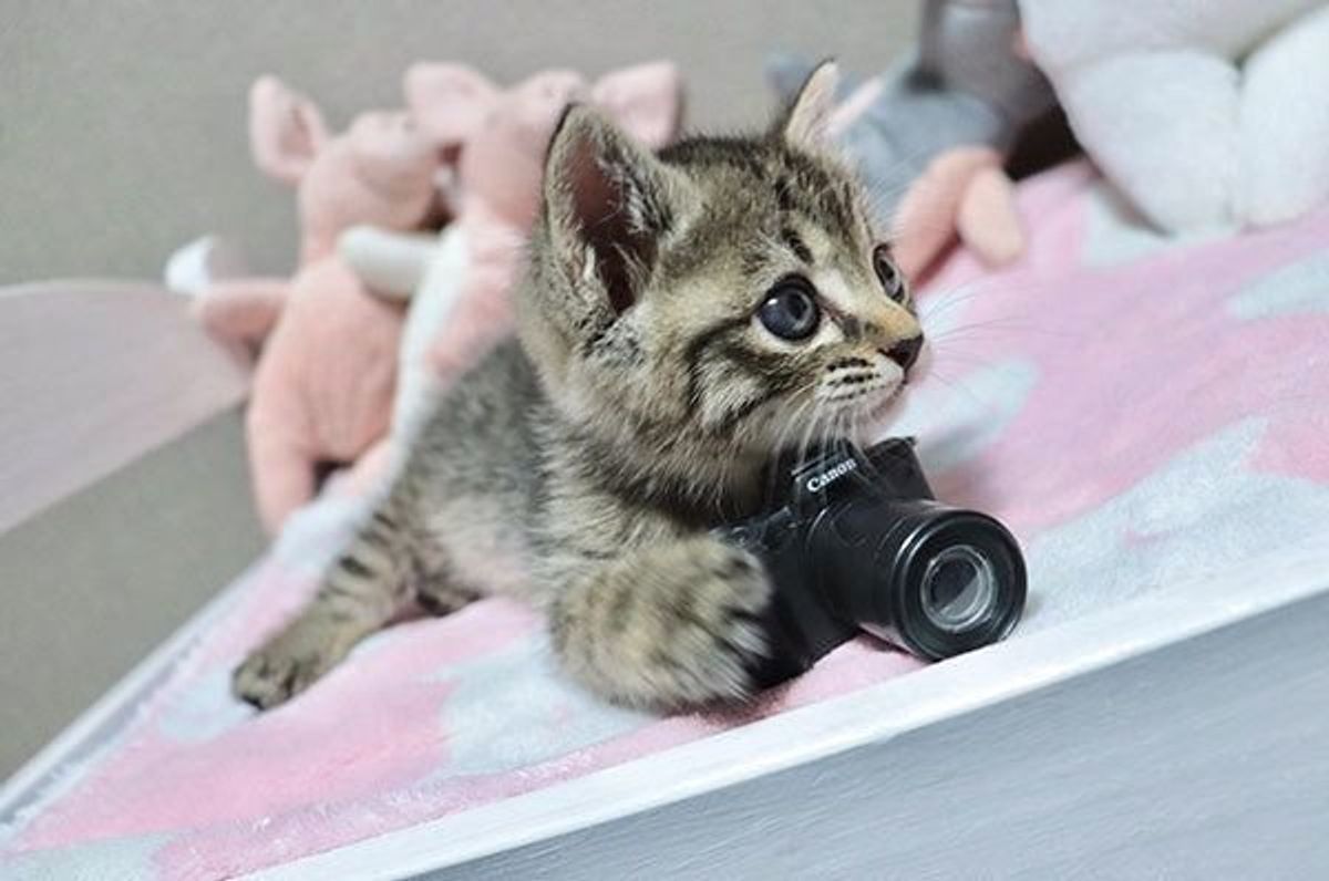 撮られてばかりと思うニャよ 一眼カメラを構えた カメラにゃんこ 現る ねこのきもちweb Magazine 撮られてばかりと思うニャよ 一眼カメラを構えた カメラにゃんこ 現る ねこのきもちweb Magazine