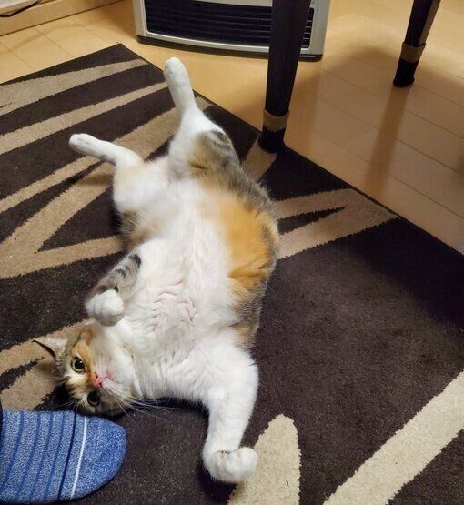 家に来て初日とは思えぬくつろぎっぷりのまといちゃん。