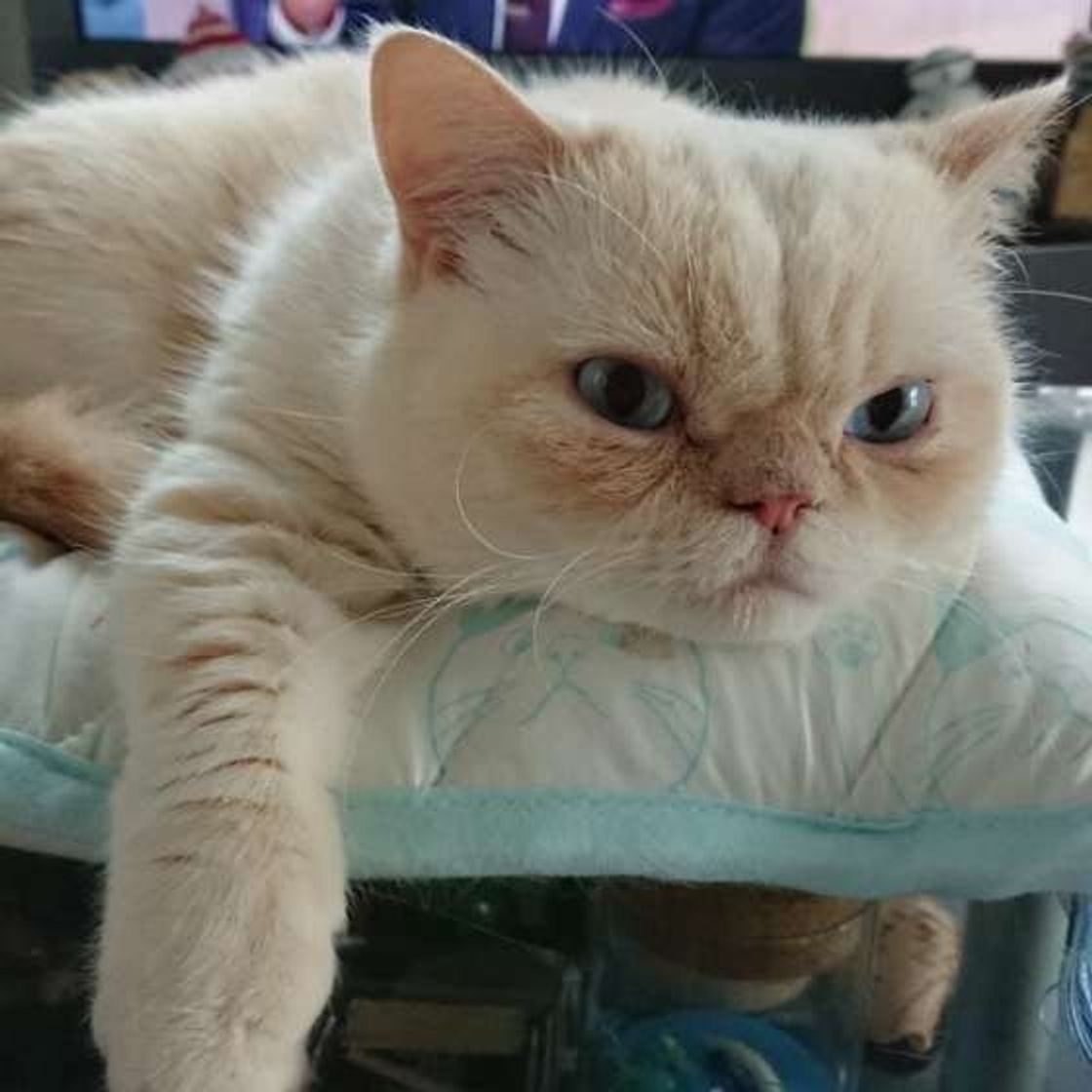 どんな気持ち 猫のかわいいしぐさ5つに隠された意味 ねこのきもちweb Magazine どんな気持ち 猫のかわいいしぐさ5つに隠された意味 ねこのきもちweb Magazine
