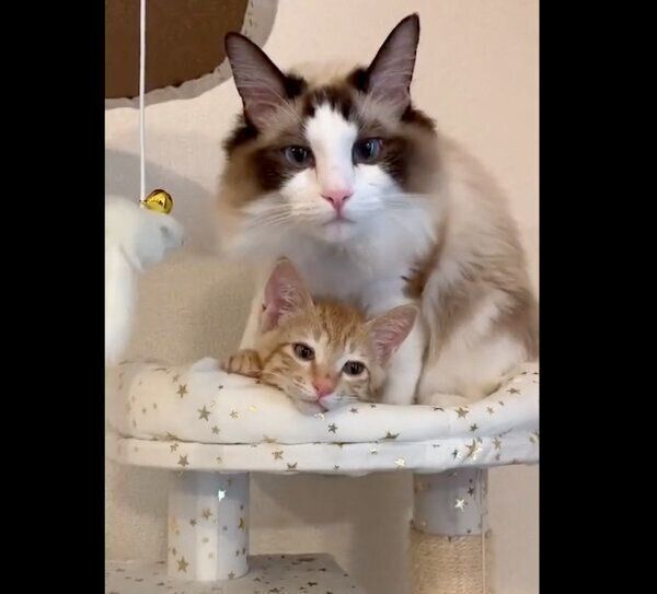 仲良しなシンバちゃん、サスケくん