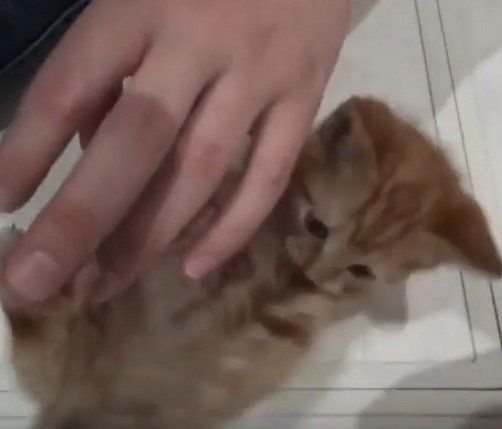 甘える子猫　れいくん