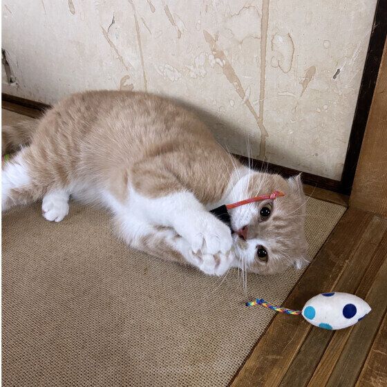 ミヌエットのうにくん