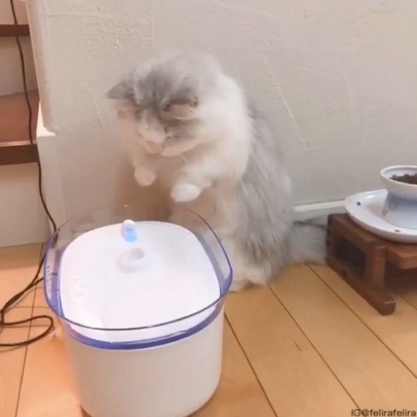 どうしても給水器が気になるるうちゃん