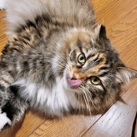 サイベリアンのうにもちゃん♪