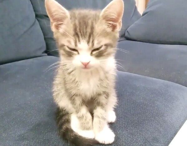 座りながらウトウトするあおちゃん