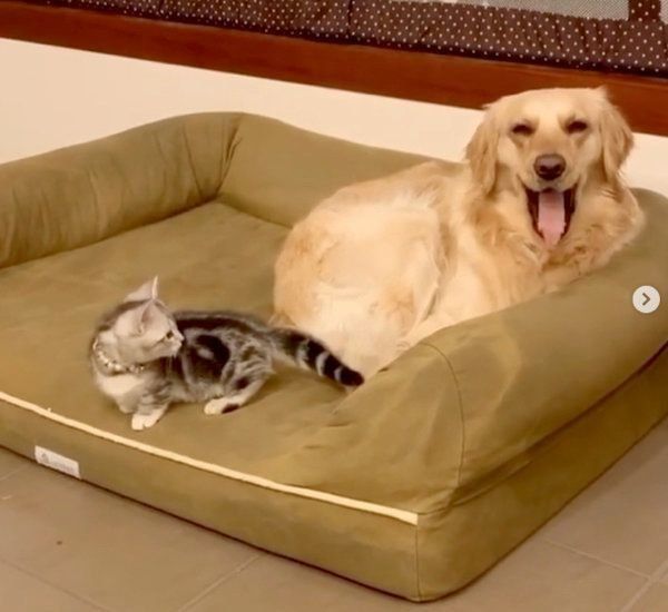 ベガちゃんの舌を狙うあずきちゃん