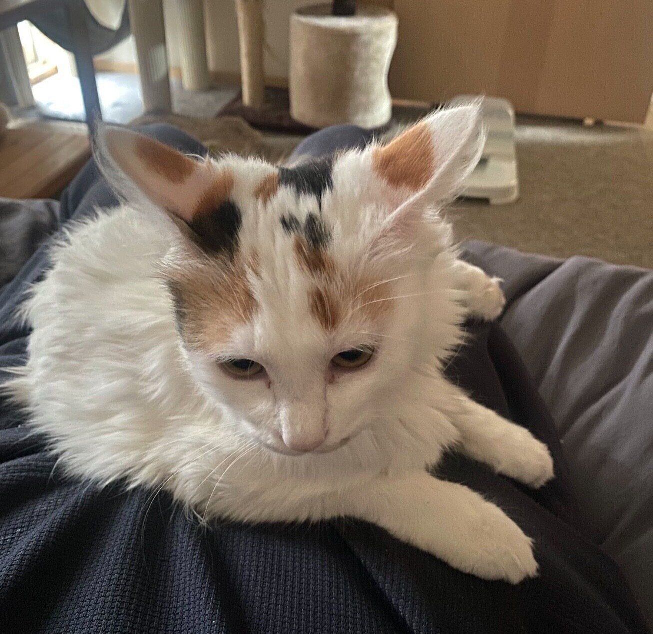 飼い主さんに甘えるひまりちゃん