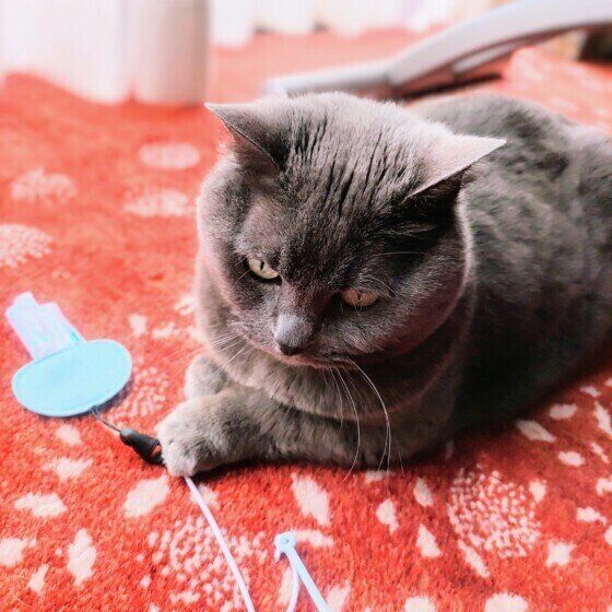 おもちゃで遊ぶ星羅ちゃん（マンチカン）