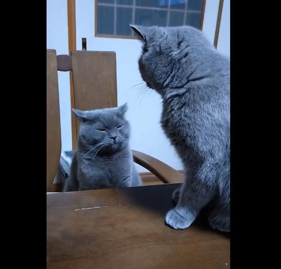 眠たそうなぶりきちくんを見守るももちゃん