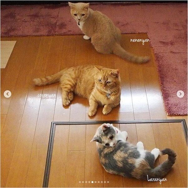 まったりするココちゃん、ネネちゃん、ララちゃん