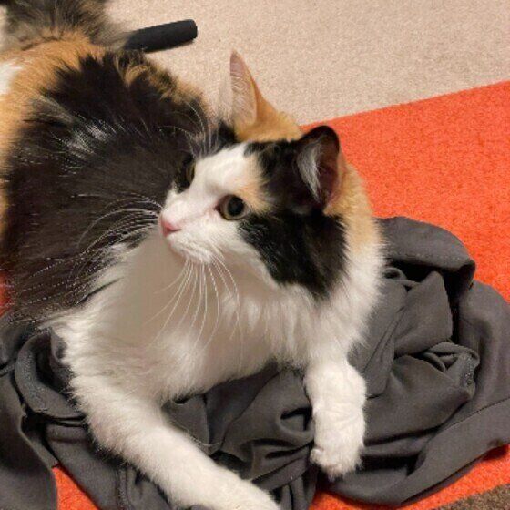 ミケ猫のみぃちゃん