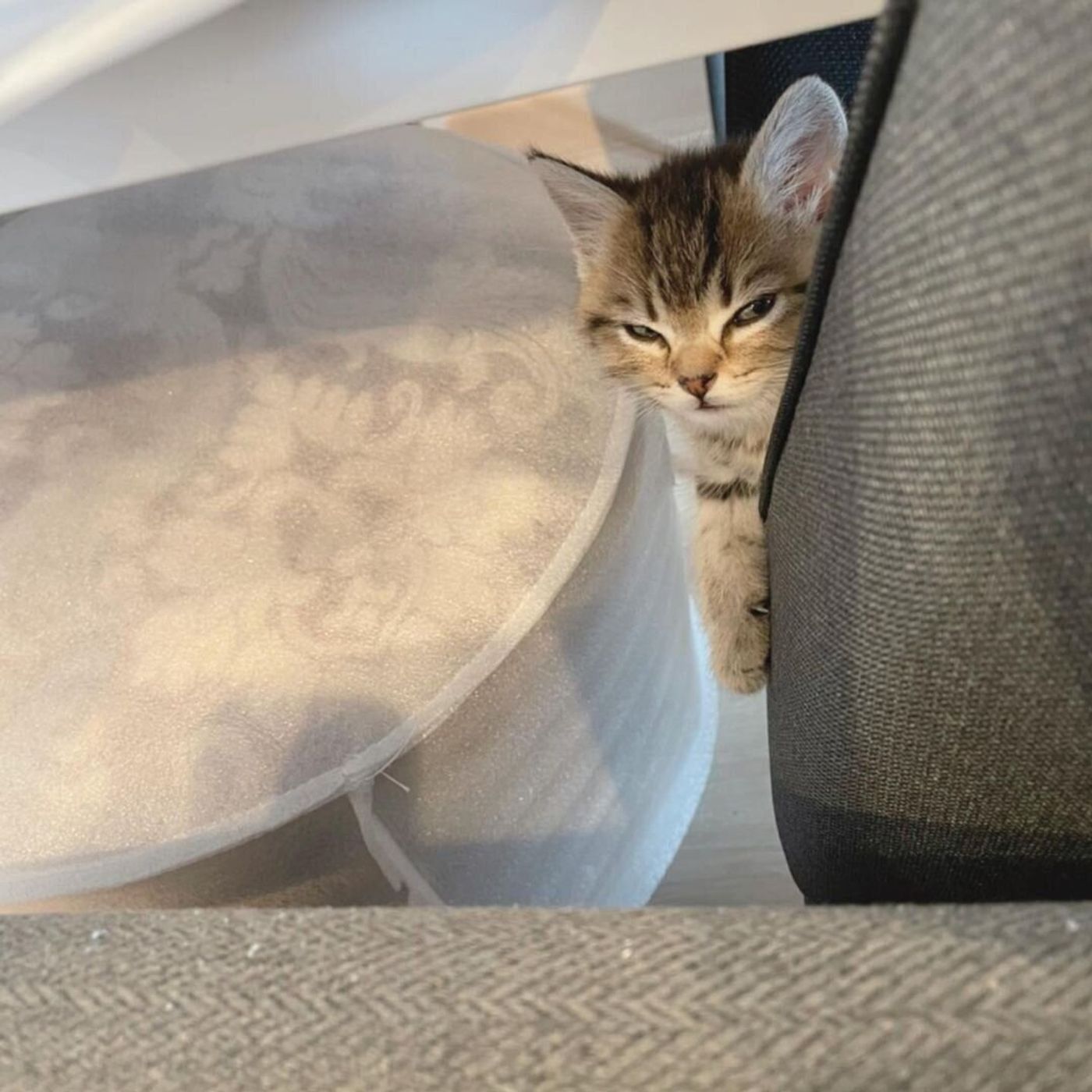 猫の悪い顔選手権 思わず笑ってしまう猫たちの悪い顔をご覧あれ ねこのきもちweb Magazine 猫の悪い顔選手権 思わず笑ってしまう猫たちの悪い顔をご覧あれ ねこのきもちweb Magazine