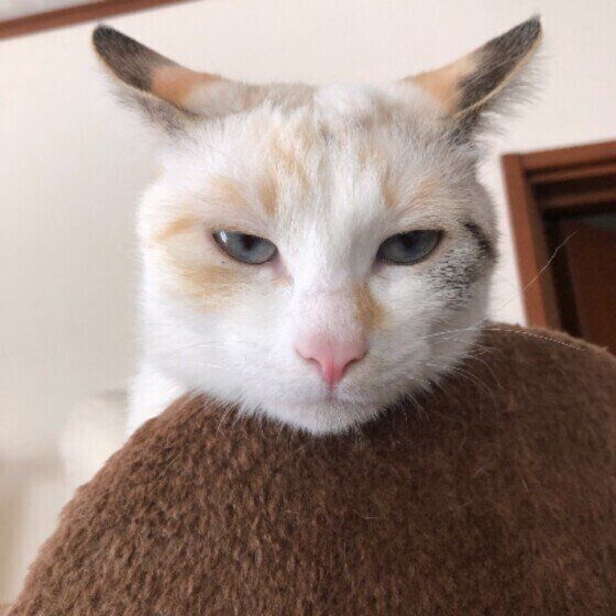 イカ耳になる猫