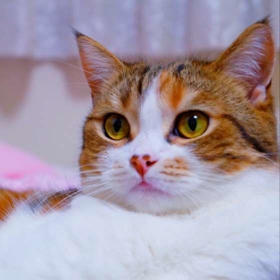 スコティッシュフォールド・ももちゃん