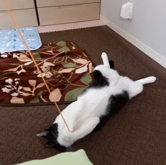 黒白猫ののわちゃん