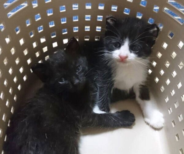 保護当時のトニーくん