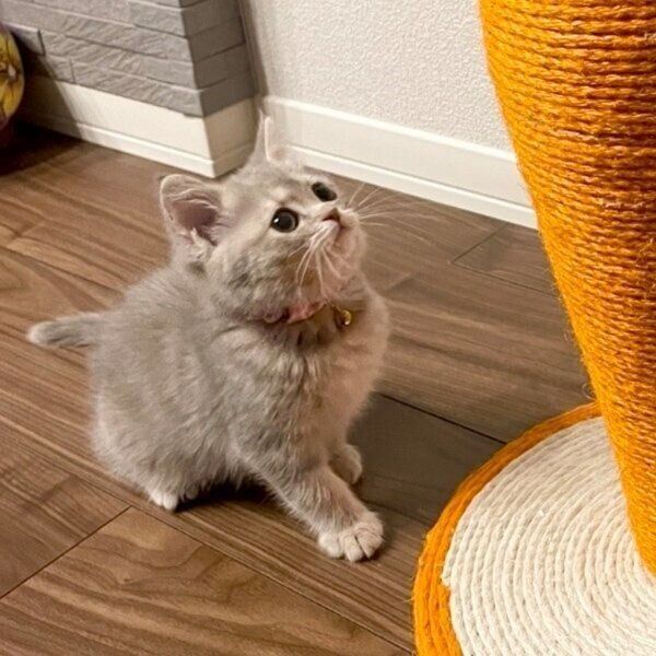 「にんじん」を見上げるおんぷちゃん