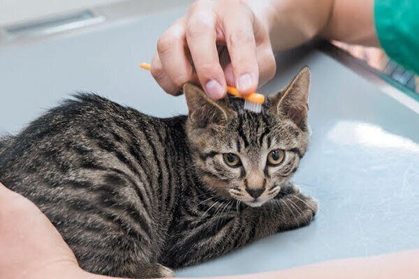 歯ブラシでマッサージされる子猫