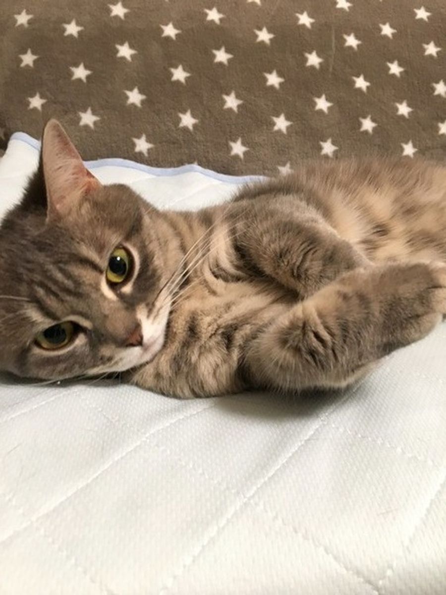 衝撃 猫がゴキブリを食べた 病気や感染症の危険 対策を紹介 ねこのきもちweb Magazine 衝撃 猫がゴキブリを食べた 病気や感染症の危険 対策を紹介 ねこのきもちweb Magazine
