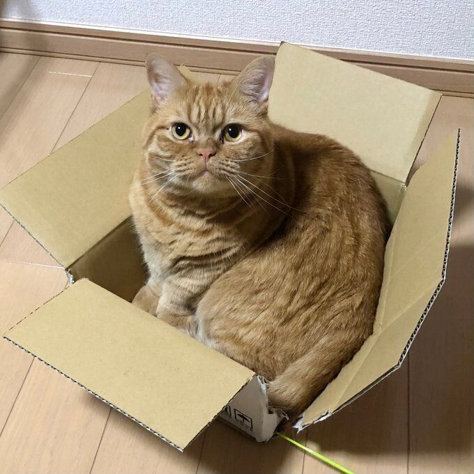 ぬいぐるみから抱き枕に！？ ミヌエット子猫の成長ビフォーアフターが