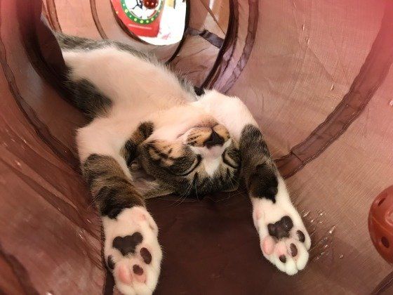 ヘソ天で寝る猫