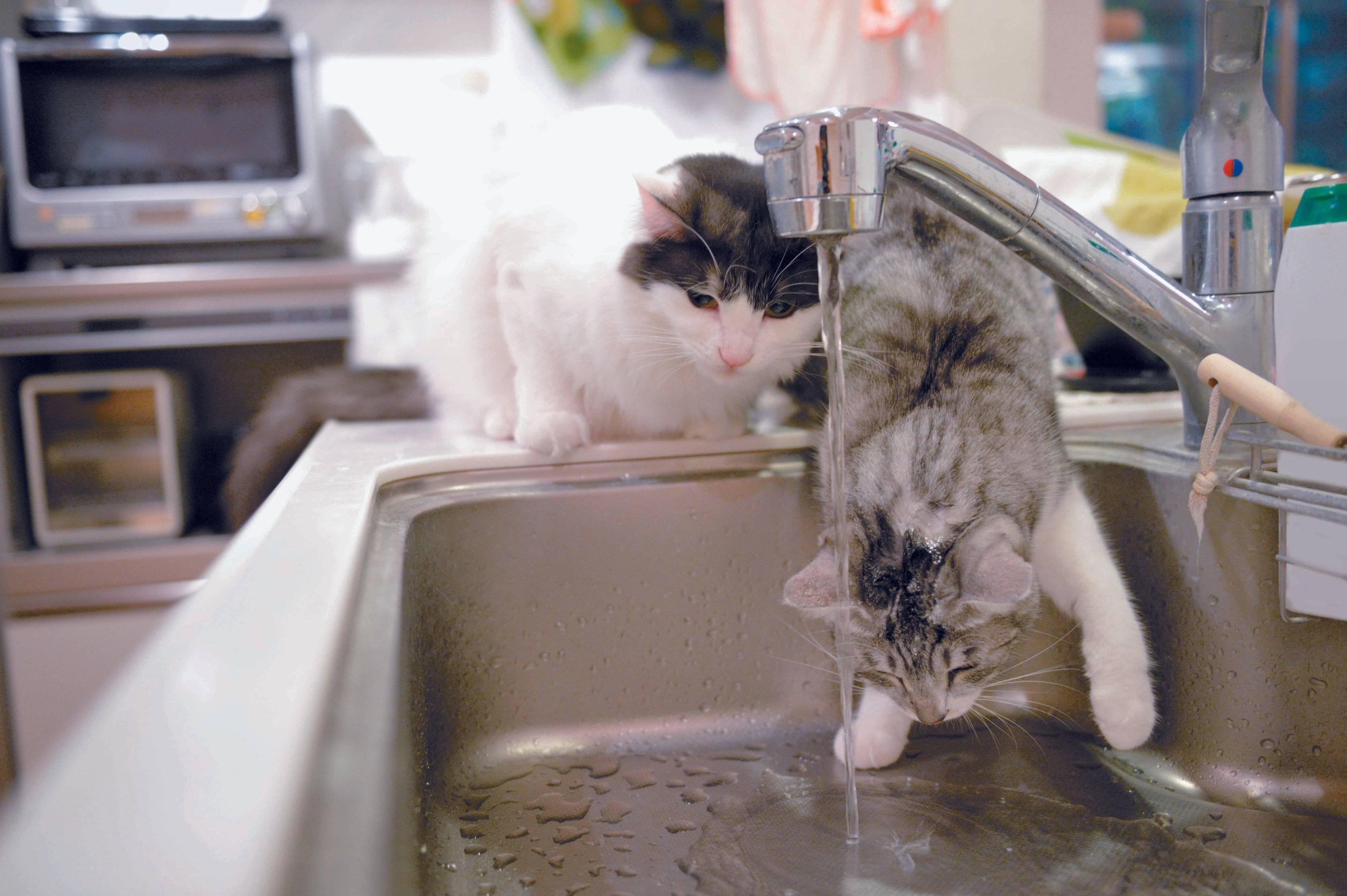 画像/2017年4月号「猫と水のお蜜な♥カンケイ」