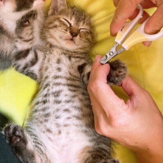 爪切り中に眠る子猫