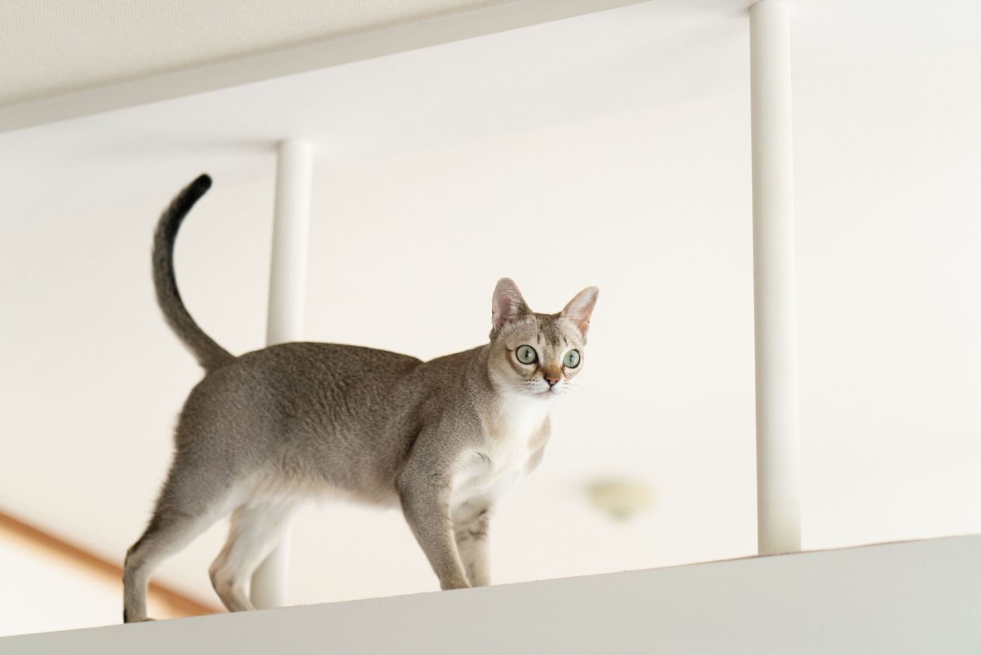 あなたはいくつ知ってる おもしろ過ぎる猫種トリビア ねこのきもちweb Magazine あなたはいくつ知ってる おもしろ過ぎる猫種トリビア ねこのきもちweb Magazine