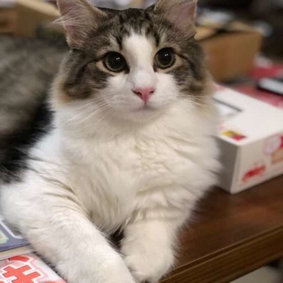 キリっとした顔で見つめるノルウェージアンフォレストキャット