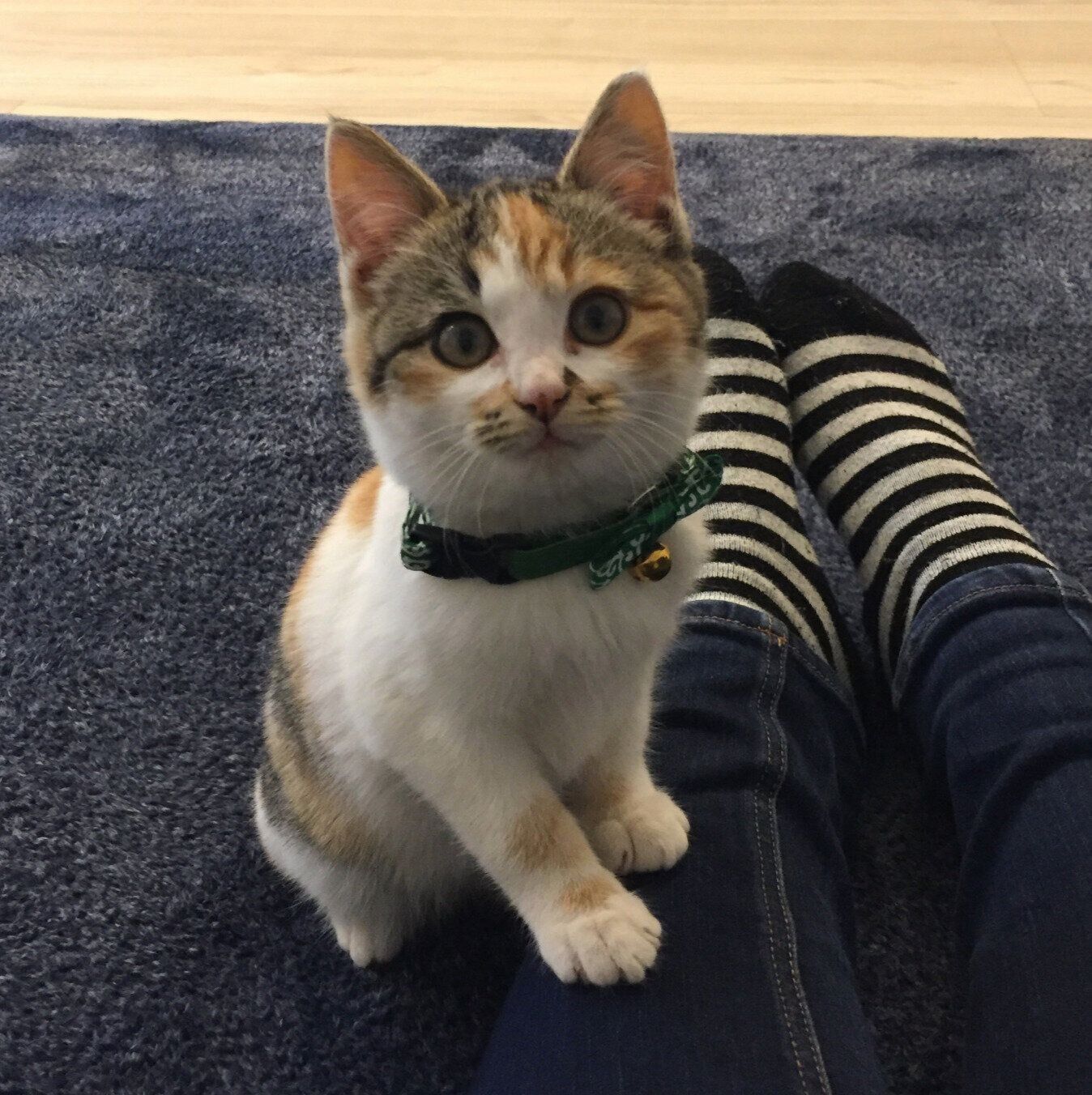 生後2カ月のころのコムギちゃん