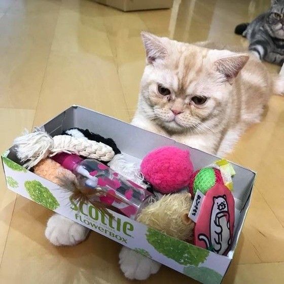 おもちゃを見るアメリカンショートヘア