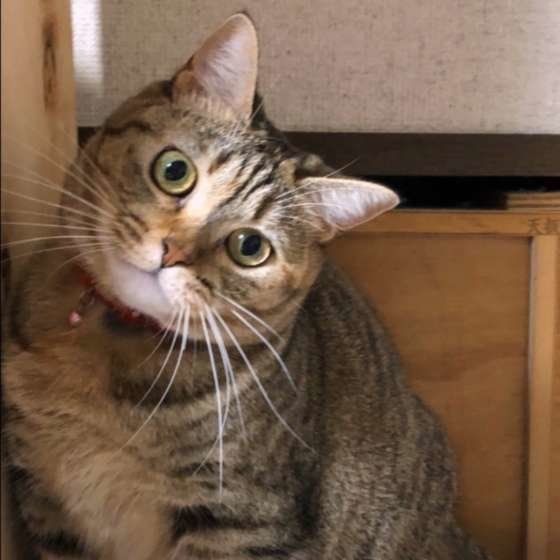 首をかしげる猫