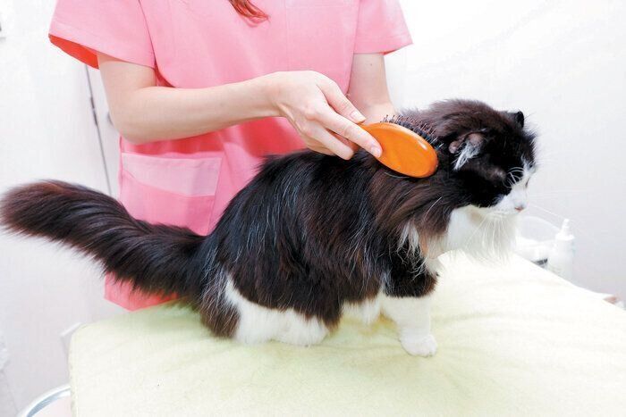 ブラッシングで「背中」をサラッと