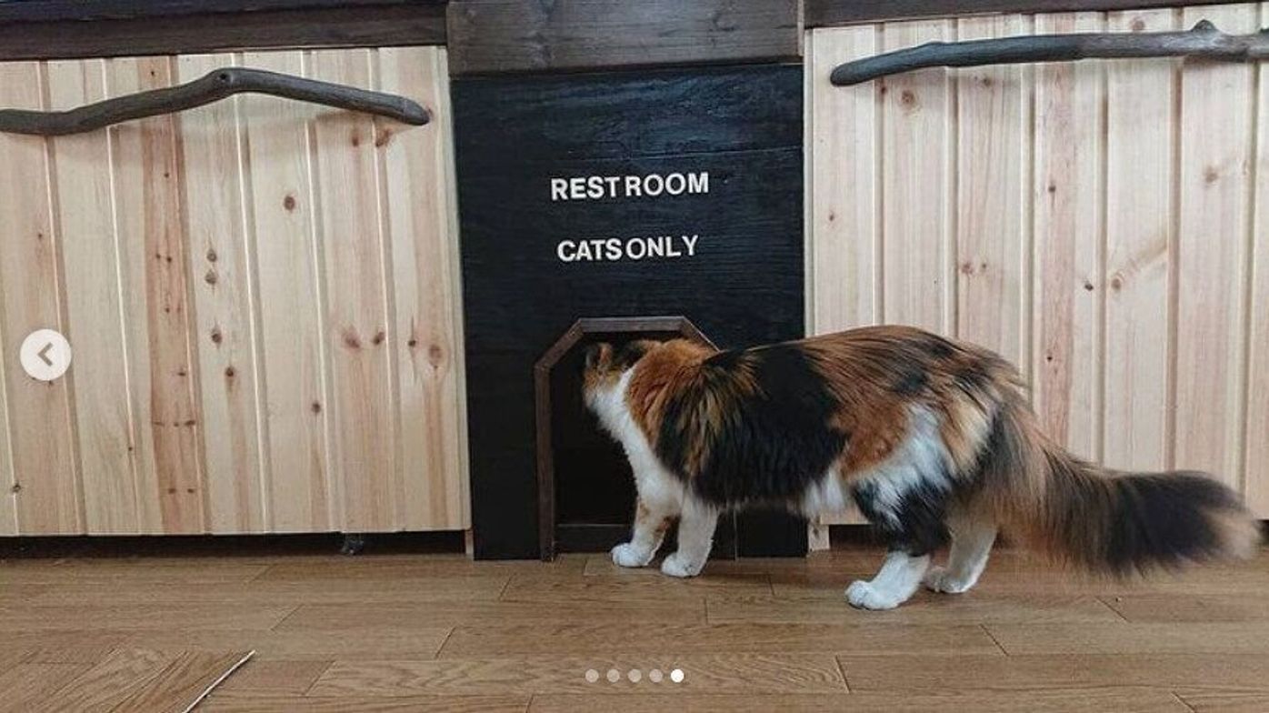 インテリアもあきらめない 手作り猫グッズのアイデアがおしゃれですごい ねこのきもちweb Magazine インテリアもあきらめない 手作り猫グッズのアイデアがおしゃれですごい ねこのきもちweb Magazine