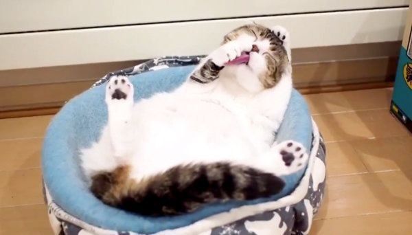 毛づくろいをするスコティッシュフォールド