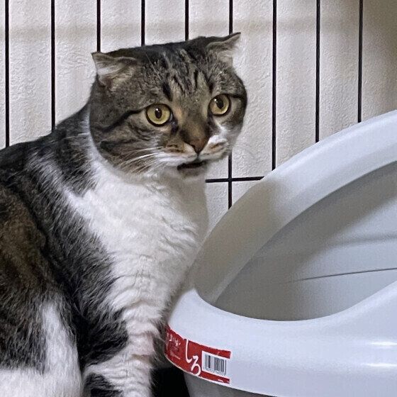 トイレの前にいるマンチカン