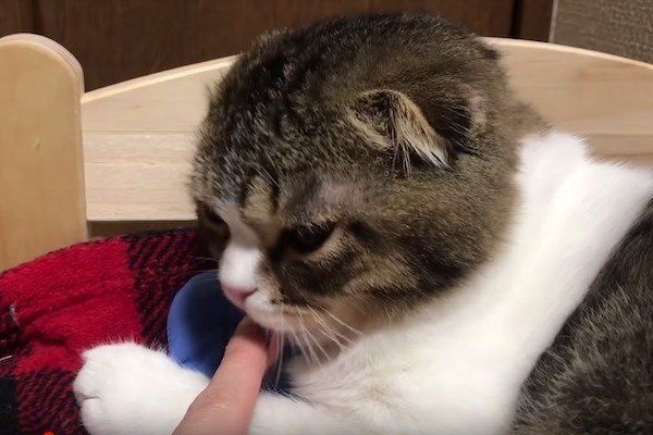 指ズボされるスコティッシュフォールド