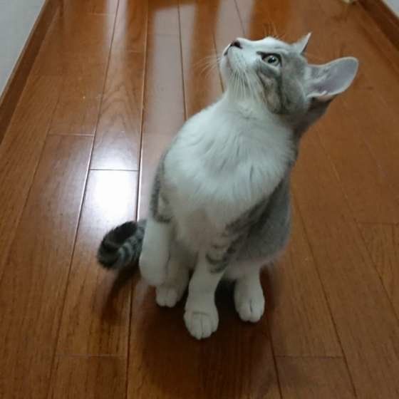 MIX サバトラ ニャオト