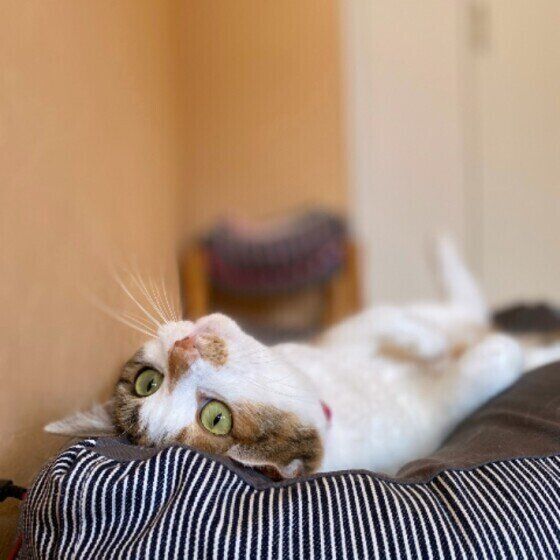 お腹を見せて寝転ぶ三毛猫