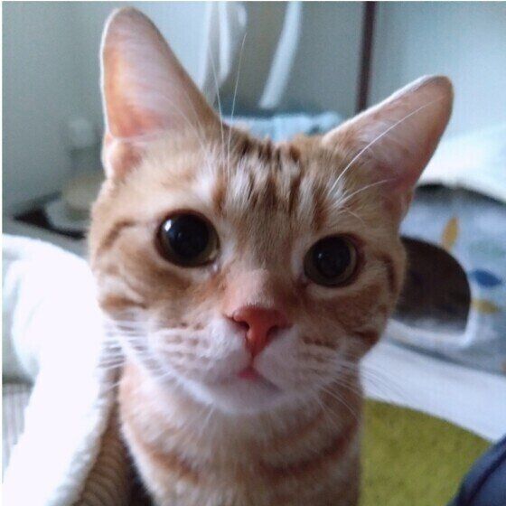 顔を近づけるれおくん（アメリカンショートヘア）