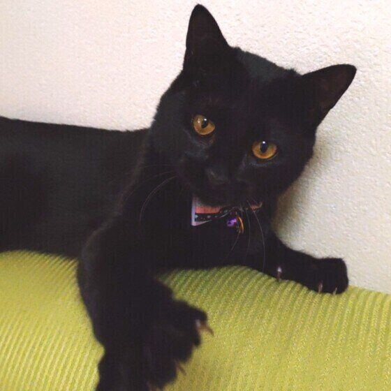 黒猫のごまちゃん