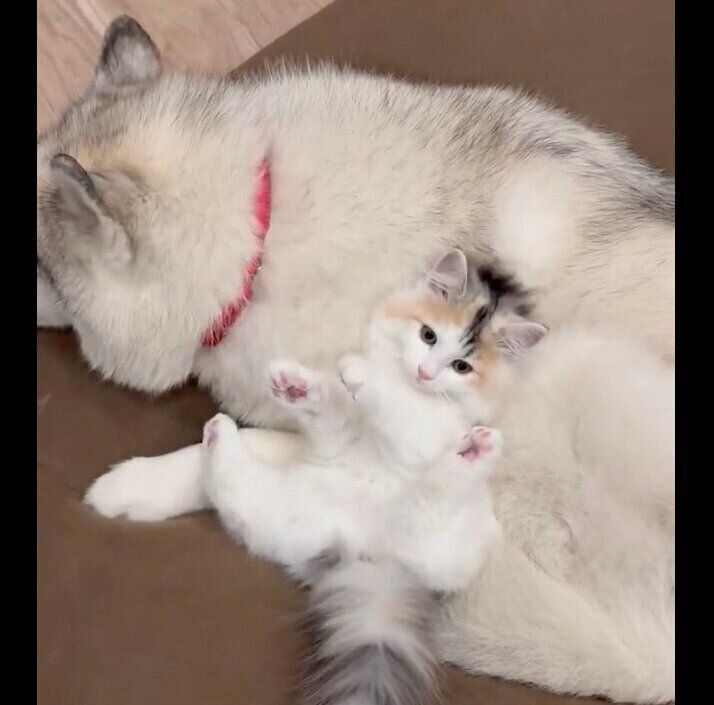 【ハスキー様】おまとめページ^o^ なんでも着こなしちゃうシベリアン・ハスキー おばあちゃんお