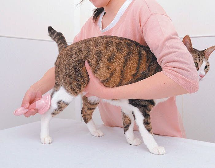 足のブラッシング