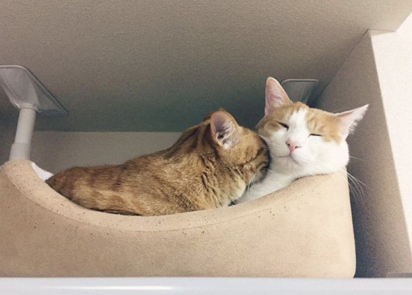 ビスコちゃんとムギちゃん