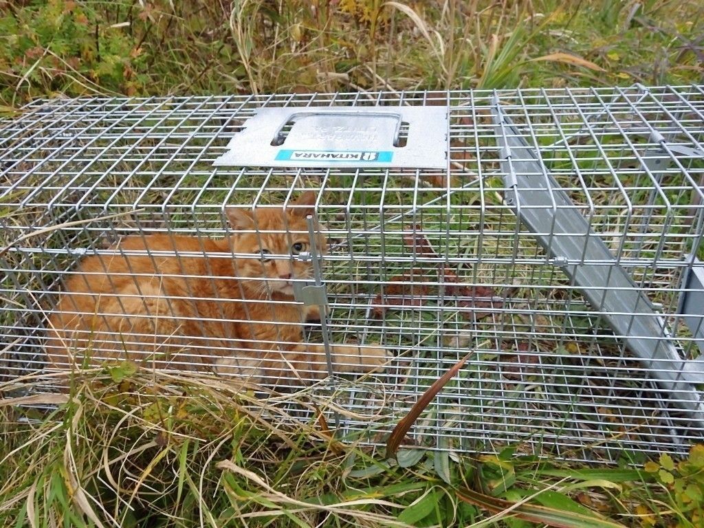 捕獲器にかかったノラ猫の写真。「人なれしていないので、とても怯えた表情で写っています」（石郷岡さん）（画像／北海道海鳥センター）